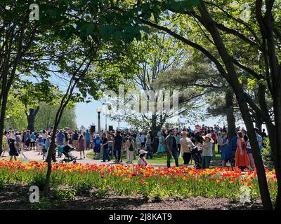 Ottawa (Ontario), Canada - le 14 mai 2022 : des foules apprécient le Festival des tulipes d'Ottawa, un événement annuel dans la capitale nationale. Banque D'Images