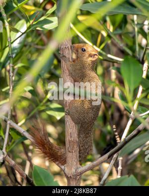 L'écureuil de l'arbre à ventre rouge monte sur l'arbre. L'écureuil de Pallas (Callosciurus erythraeus) dans une nature tropicale, Thaïlande. Banque D'Images