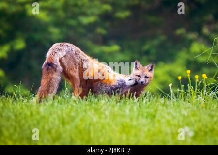 Mignon renard de mère brun toilettant son bébé chiot dans la forêt au printemps Banque D'Images