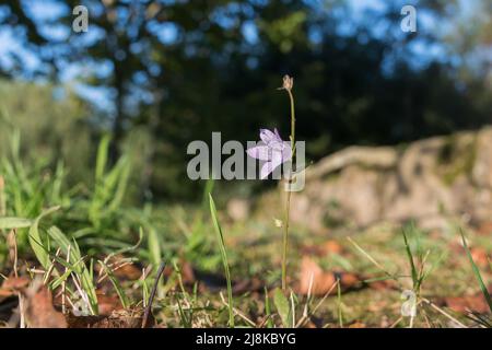 campanula rapunculus fleur vue rapprochée en plein air au printemps Banque D'Images