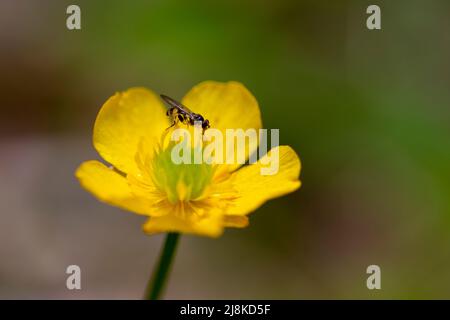 Une abeille monte sur une coupe de beurre rampante qui fleuit le long du ruisseau Pisgah à Branford, Connecticut. Banque D'Images