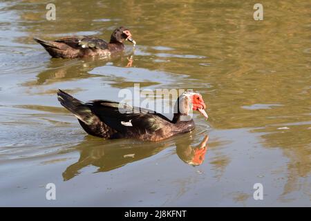Le Muscovy ou Barbary (Cairina moschata domestica) Banque D'Images