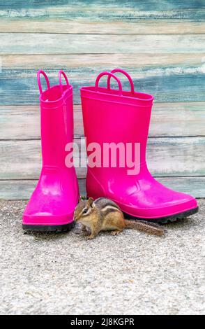 Un petit rongeur de fourrure appelé chipmunk, ou écureuil de sol, vérifie une paire de bottes de pluie rose vif Banque D'Images