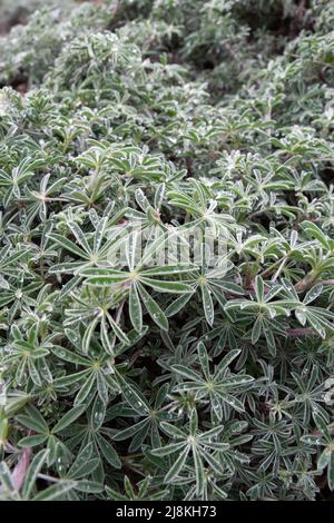 Lupinus arboreus jaune de la brousse côtière lupin couvert de rosée Banque D'Images