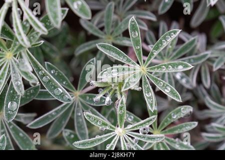 Lupinus arboreus jaune de la brousse côtière lupin couvert de rosée Banque D'Images