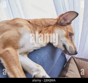 Un chien rouge mignon avec de grandes oreilles est allongé sur le canapé, au lieu de sa place sur le lit de chien. Banque D'Images
