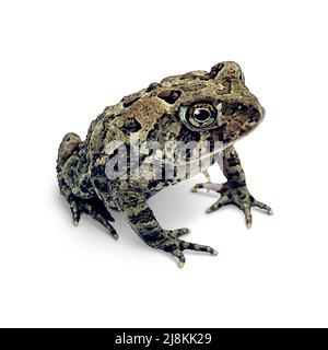 Crapaud sur fond blanc comme un amphibien dans une vue de trois quarts. Banque D'Images