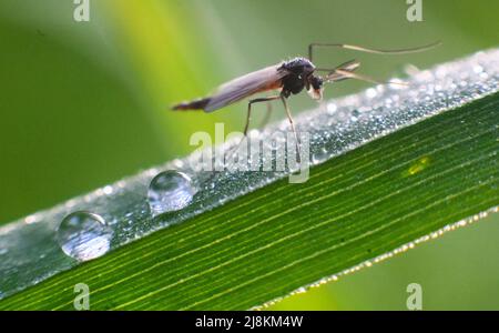 Laatzen, Allemagne. 17th mai 2022. Un insecte s'assoit sur une lame d'herbe avec des gouttes d'eau qui s'y enfourchez de la pluie la nuit. Credit: Julian Stratenschulte/dpa/Alay Live News Banque D'Images