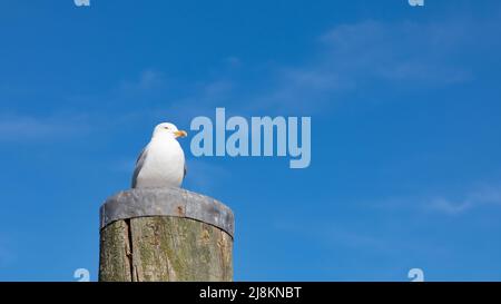 Mouette commune perchée sur le mur du port, Neuharlingersiel, Allemagne Banque D'Images