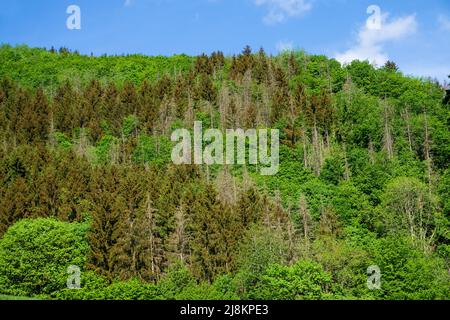 Dépérissement des forêts, les conifères meurent en raison de la sécheresse et du changement climatique, Bourscheid, district de Diekirch, Ardennes, Luxembourg, Europe Banque D'Images