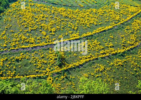 Buissons de balais (Cytisus scovarius), qui fleurissent sur les pentes de la vallée de Bourscheid, district de Diekirch, Ardennes, Luxembourg, Europe Banque D'Images