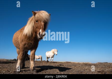 Chevaux islandais sur une prairie brune au printemps. Allemagne Banque D'Images