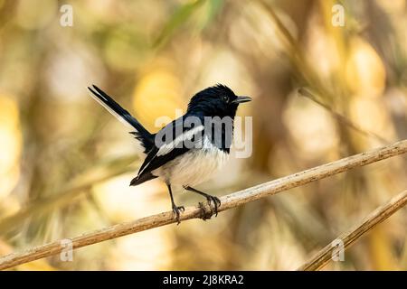 Magpie-Robin orientale, Copsyrus saularis, petit oiseau noir et blanc en Inde Banque D'Images