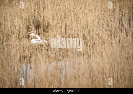 Mute Cyan se reproduisant sur un nid dans les roseaux sur le DARRS près de Zingst. Animaux sauvages dans la nature. Oiseaux élégants Banque D'Images