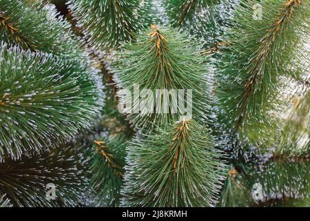 Brindilles arbres de Noël Banque D'Images