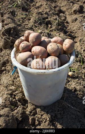 seau complet de pommes de terre récoltées en automne Banque D'Images