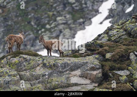 Plusieurs jeunes ibex dans les montagnes du Tessin. Banque D'Images