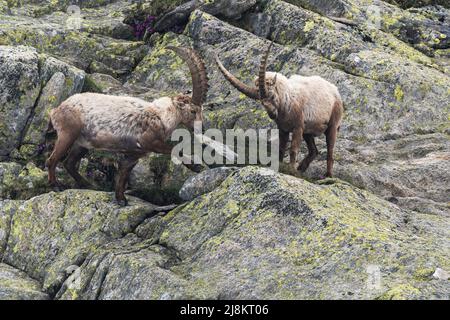 Deux ibex dans les montagnes du Tessin luttant pour le rang. Banque D'Images