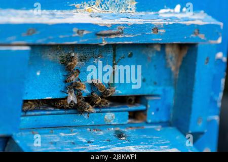 Vue opposée avec foyer sélectif des abeilles s'accumulant dans le trou de la ruche. Banque D'Images
