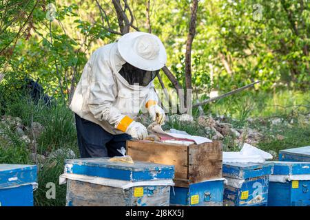 Mise au point sélective à partir de la vue à angle opposé des ruches de contrôle de l'alimenteur d'abeilles. Banque D'Images