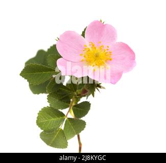 Flore de Gran Canaria - Rosa canina, rose chien Banque D'Images