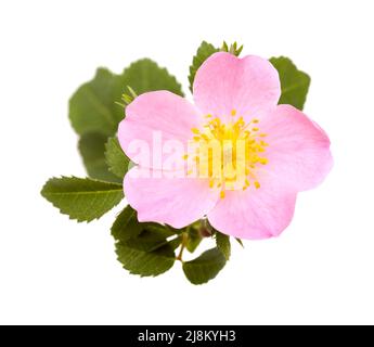 Flore de Gran Canaria - Rosa canina, rose chien Banque D'Images