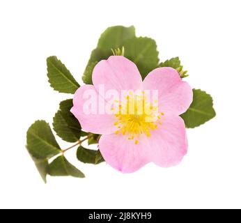 Flore de Gran Canaria - Rosa canina, rose chien Banque D'Images