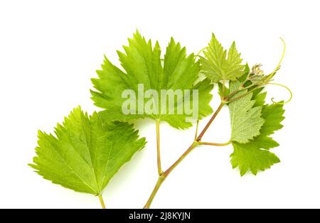 Viticulture de Gran Canaria - nouvelles pousses sur les plantes grimpantes, isolées sur blanc Banque D'Images