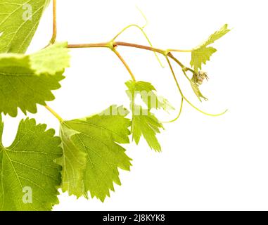 Viticulture de Gran Canaria - nouvelles pousses sur les plantes grimpantes, isolées sur blanc Banque D'Images