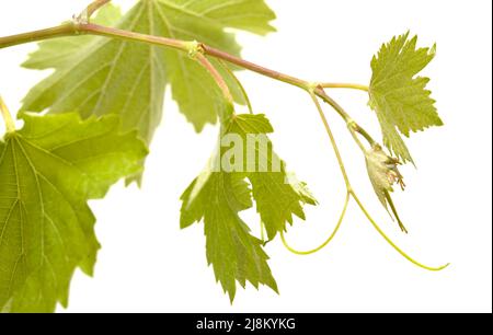 Viticulture de Gran Canaria - nouvelles pousses sur les plantes grimpantes, isolées sur blanc Banque D'Images