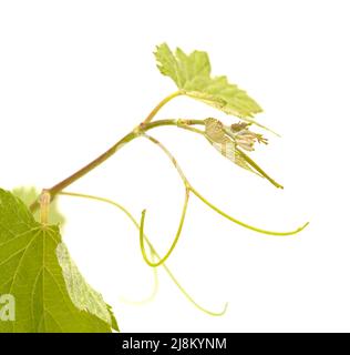 Viticulture de Gran Canaria - nouvelles pousses sur les plantes grimpantes, isolées sur blanc Banque D'Images