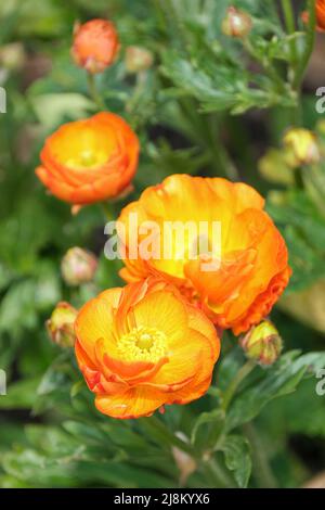 Orange Ranunculus Rococo. Ranunculus Rocorange, Rococo Series, coque rococo Orange. Fleurs semi-doubles à rayures orange et jaune à la fin du printemps Banque D'Images