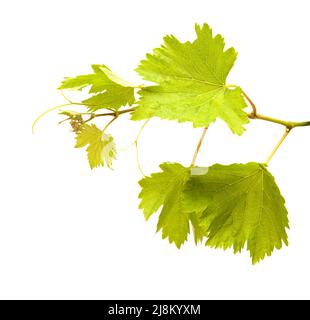 Viticulture de Gran Canaria - nouvelles pousses sur les plantes grimpantes, isolées sur blanc Banque D'Images