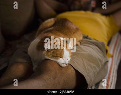 chat mignon dormant sur les jambes de l'homme Banque D'Images