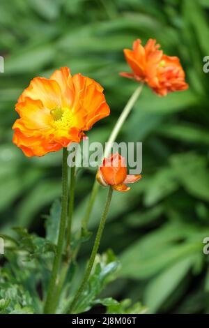 Orange Ranunculus Rococo. Ranunculus Rocorange, Rococo Series, coque rococo Orange. Fleurs semi-doubles à rayures orange et jaune à la fin du printemps Banque D'Images
