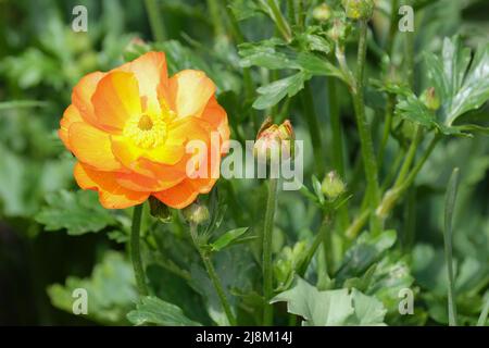 Orange Ranunculus Rococo. Ranunculus Rocorange, Rococo Series, coque rococo Orange. Fleurs semi-doubles à rayures orange et jaune à la fin du printemps Banque D'Images