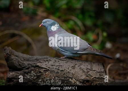 Pigeon en bois perché sur une bûche Banque D'Images