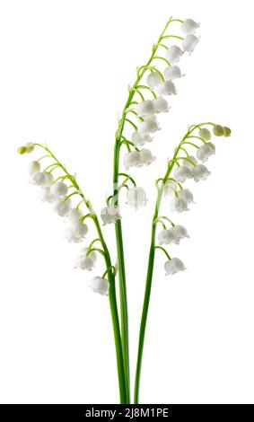 Lily de la vallée isolée sur fond blanc. Convallaria fleurs Banque D'Images