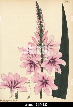 Cape Bugle-Lily, Watsonia borbonica subsp. Borbonica. Gladiolus à pointes pyramidales, Gladiolus pyramidatus. Du Cap de bonne espérance, Afrique du Sud, dans la collection de Sophia Campbell, Dowager Lady de Clifford, Paddington. Gravure de coperplate dessinée, gravée et colorée à la main par Henry Andrews de son registre botanique, Volume 5, autopubliée à Knightsbridge, Londres, 1803. Banque D'Images