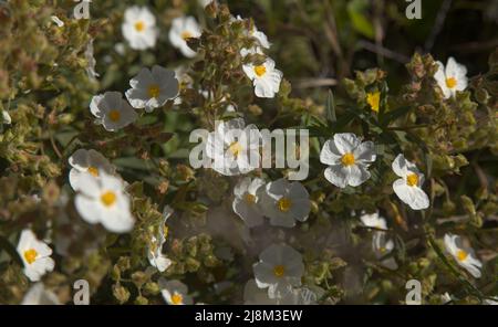 Flore de Gran Canaria - Floraison Cistus monspeliensis ssp. Canariensis, rockrose de Montpellier, sous-espèce canarienne, plante pyrophile, bac floral naturel Banque D'Images