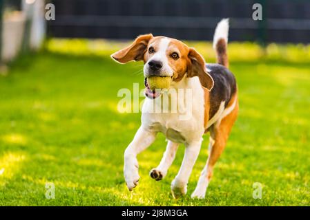 Le chien Beagle se dirige vers l'extérieur vers la caméra avec le ballon. Chien de jour ensoleillé à la recherche d'un jouet. Banque D'Images