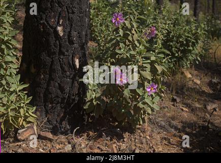 Flora of Gran Canaria - Ciste ocreatus rose à fleurs, rockrose endémique à l'île, plante pyrophile, fond floral naturel Banque D'Images