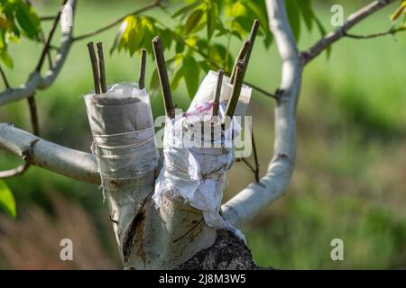 Cliché sélectif du travail de greffage sur un arbre taillé. Banque D'Images