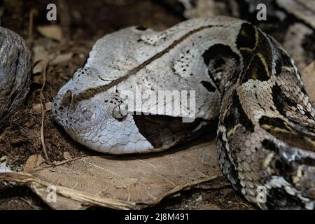 Bush Viper venimeuse (Atheris squamigera) on tree Banque D'Images