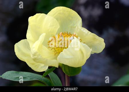 Paeonia mlokeswitschii bol en forme de fleur de pivoine jaune Banque D'Images