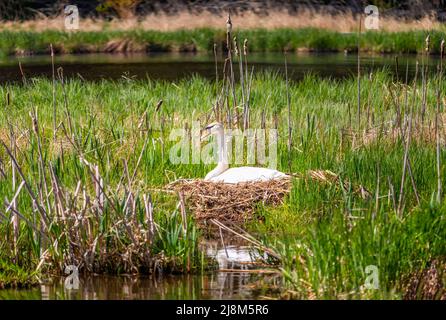 cygne blanc assis dans un nid en roseaux sur la rive d'un étang, jour ensoleillé Banque D'Images