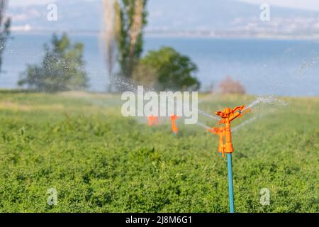 Image de l'arrosage orange. Banque D'Images