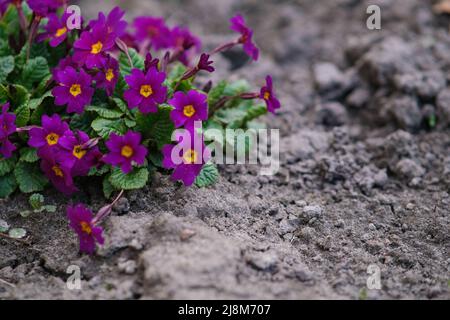 Petites fleurs au centre jaune et feuilles vertes foncées épaisses entourées de sol sec. Banque D'Images