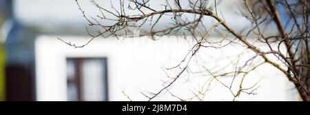 Panorama des branches avec des bourgeons sur un arrière-plan flou. Jeunes pousses de printemps d'un arbre. Banque D'Images