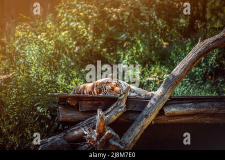 Amir Tiger reposant sur du bois avec de la végétation en arrière-plan Banque D'Images